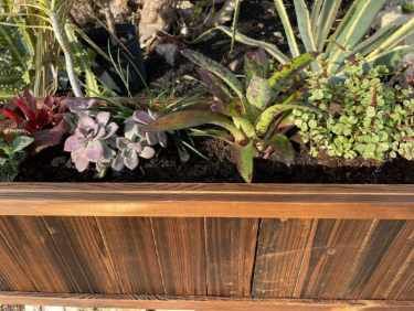 Custom Plant Bouquets