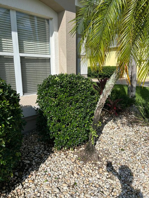 Tree and Shrub Care