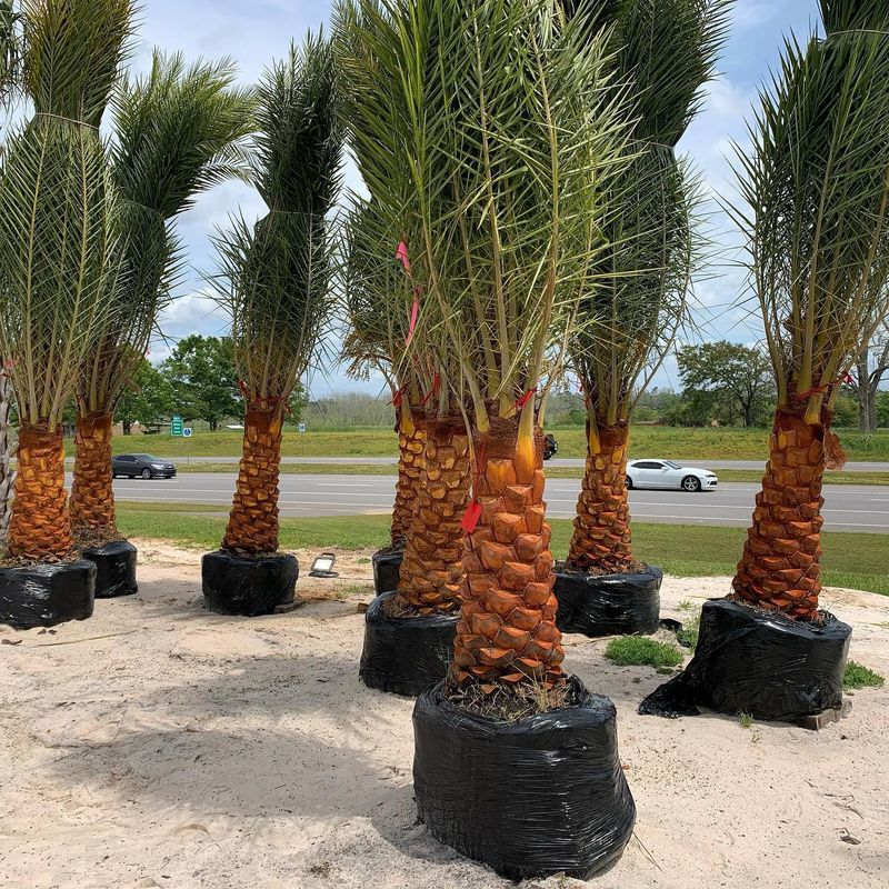 Palm Tree Installation
