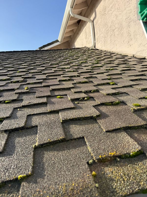 Moss Removal 