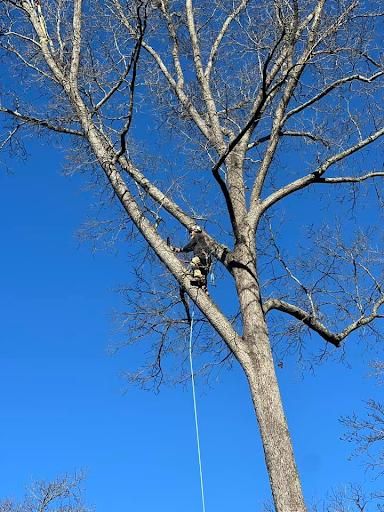Tree Trimming