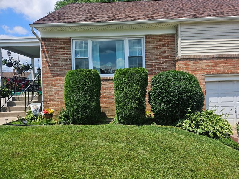 Tree & Shrub Care