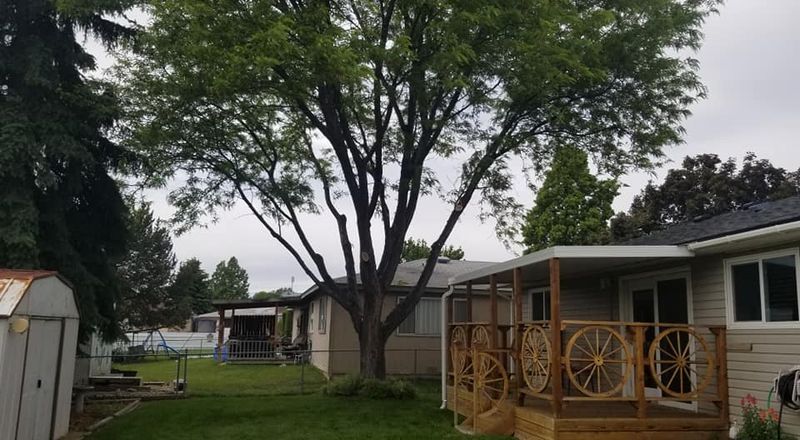 Tree Removal gallery