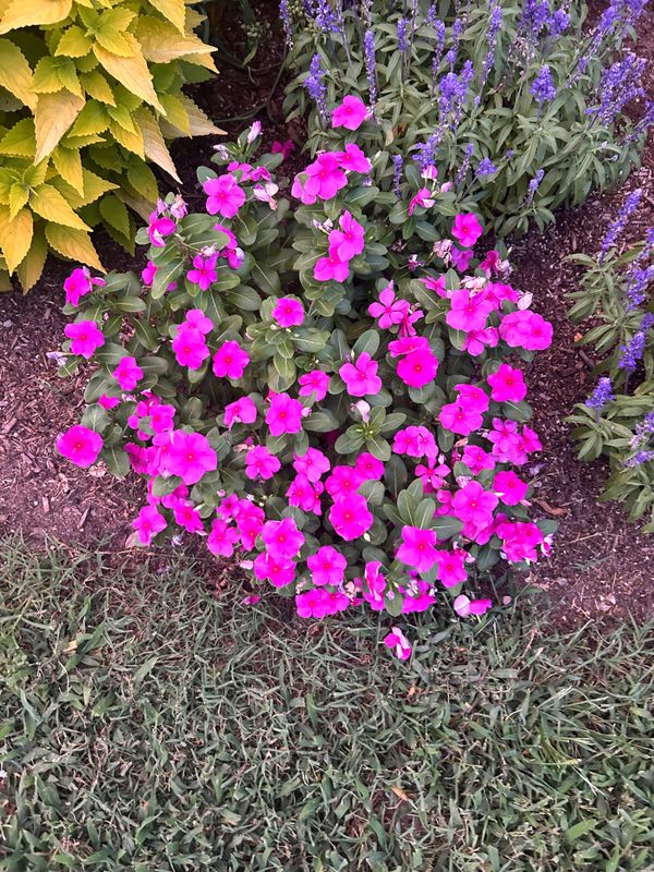 Plantings