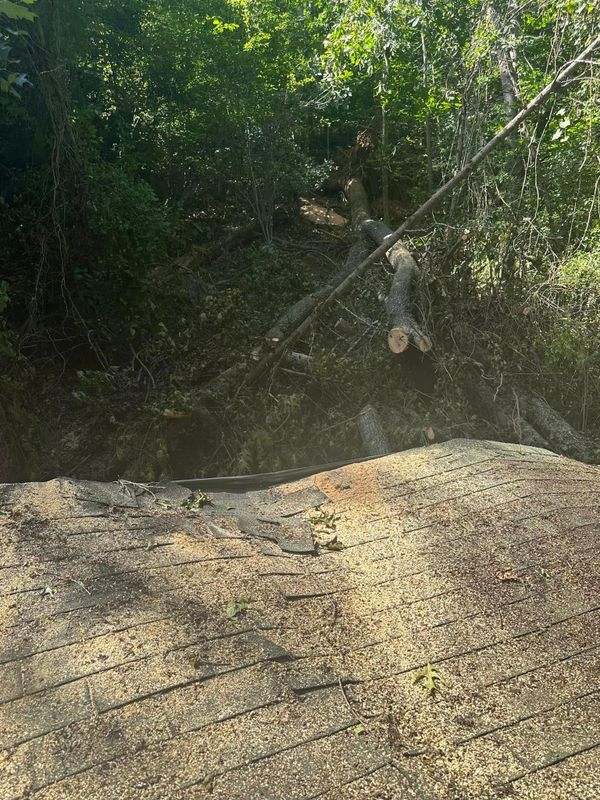 Tree Removal