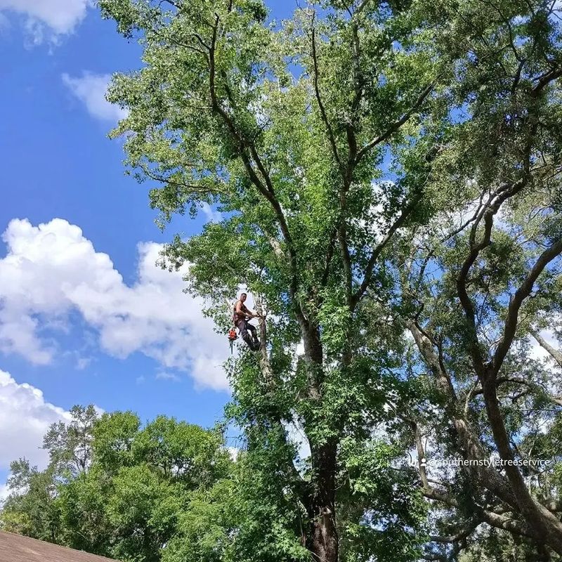 Tree Services
