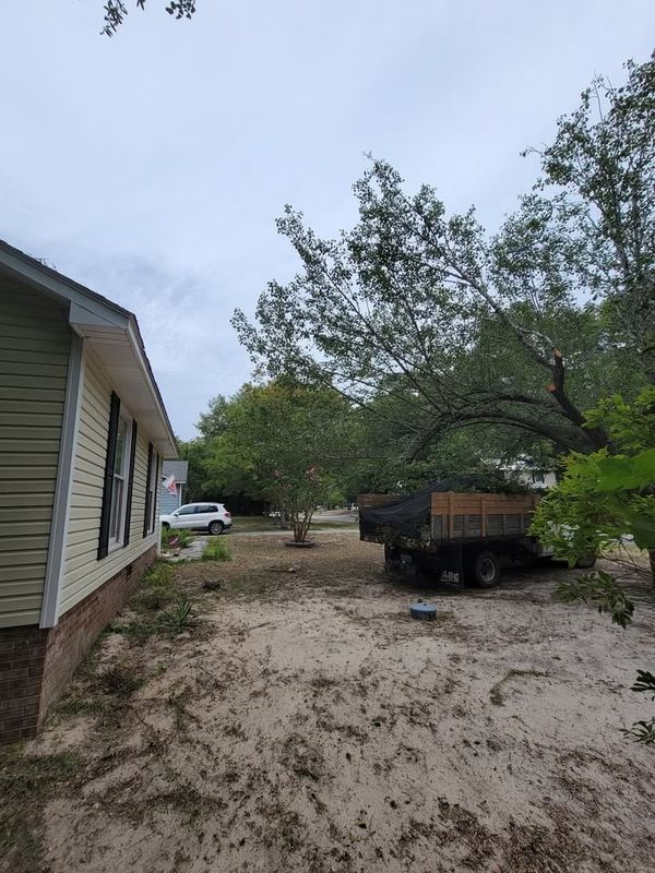 Tree Trimming & Removal