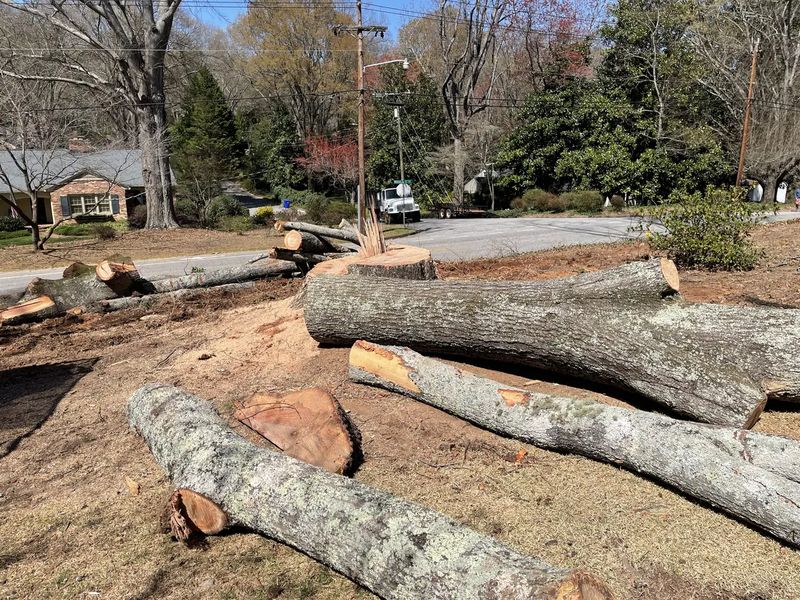 Tree Removal