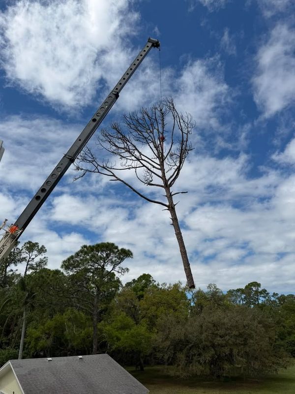 Tree Removal