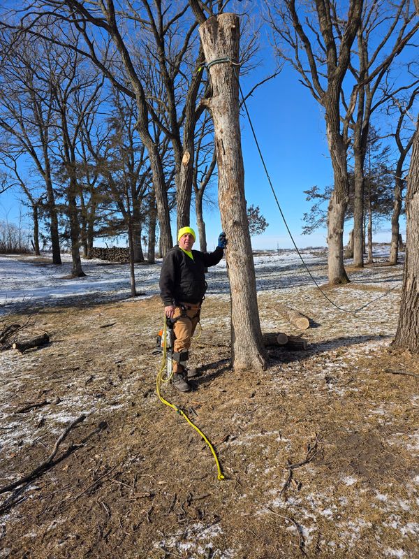 Tree Trimming