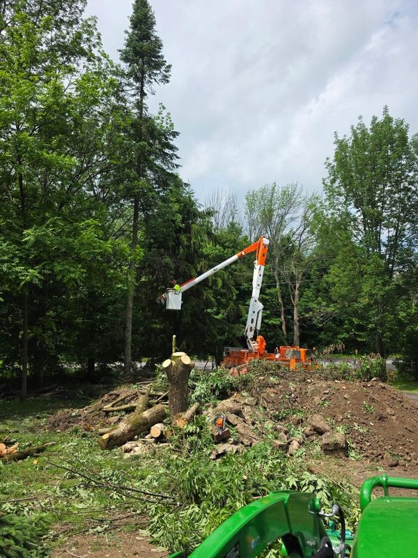 Tree Removal