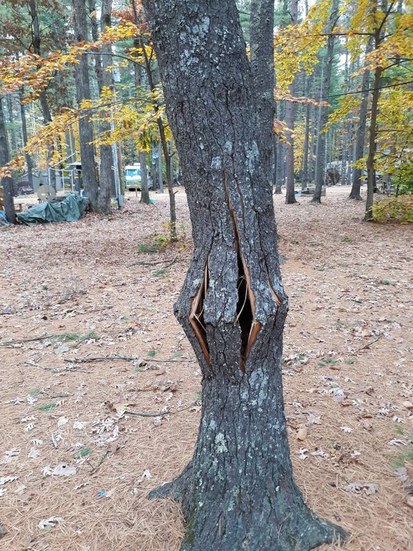 Tree Services