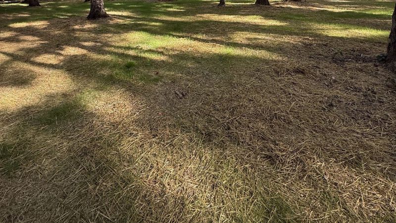 Full Lawn Installation