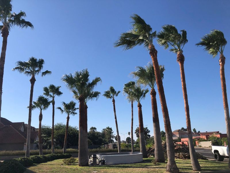 Tree Services
