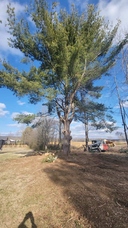 Tree Trimming & Removal gallery