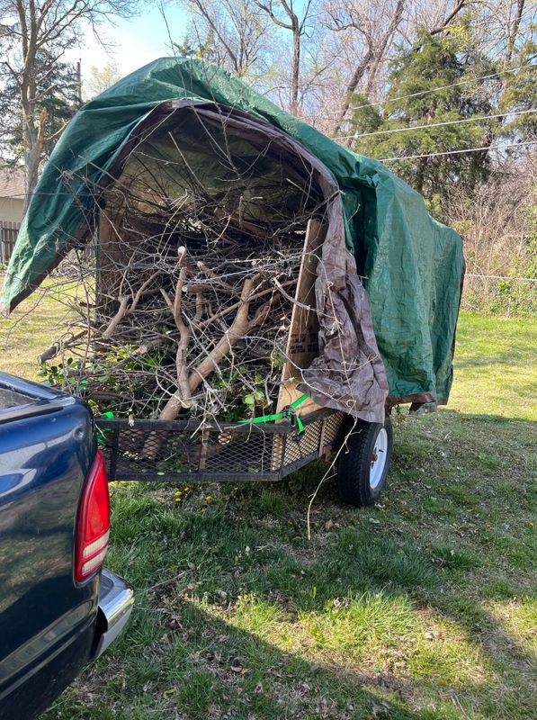 Tree & Shrub Care