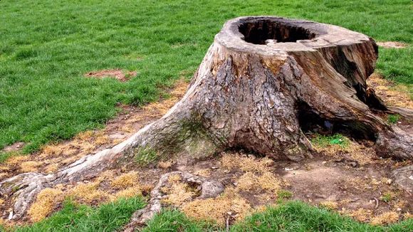 Tree Removal