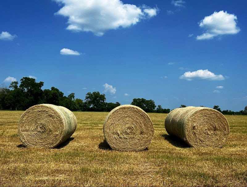 Rolled Hay