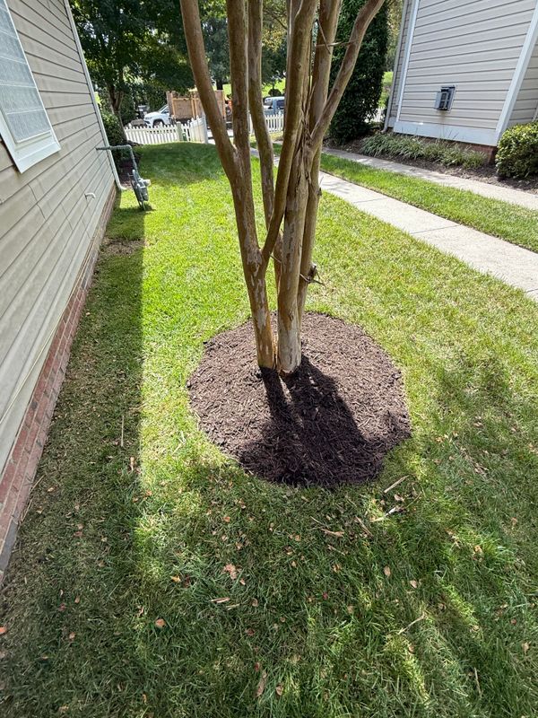 Tree & Shrub Care