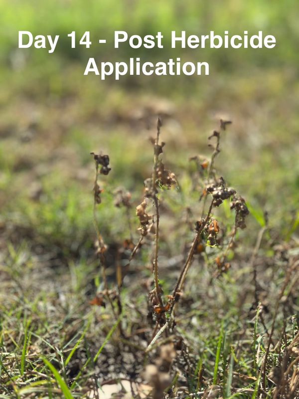Custom Herbicide Treatments