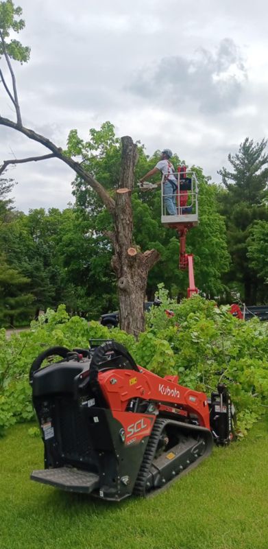 Tree Trimming