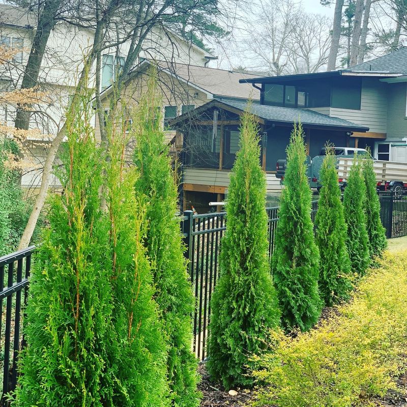 Shrub Trimming