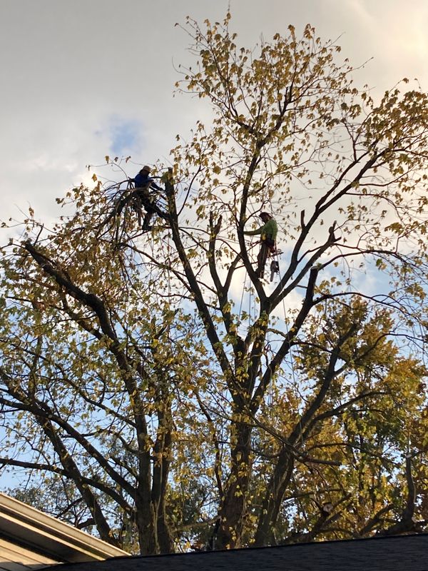 Storm Damage Clean Up