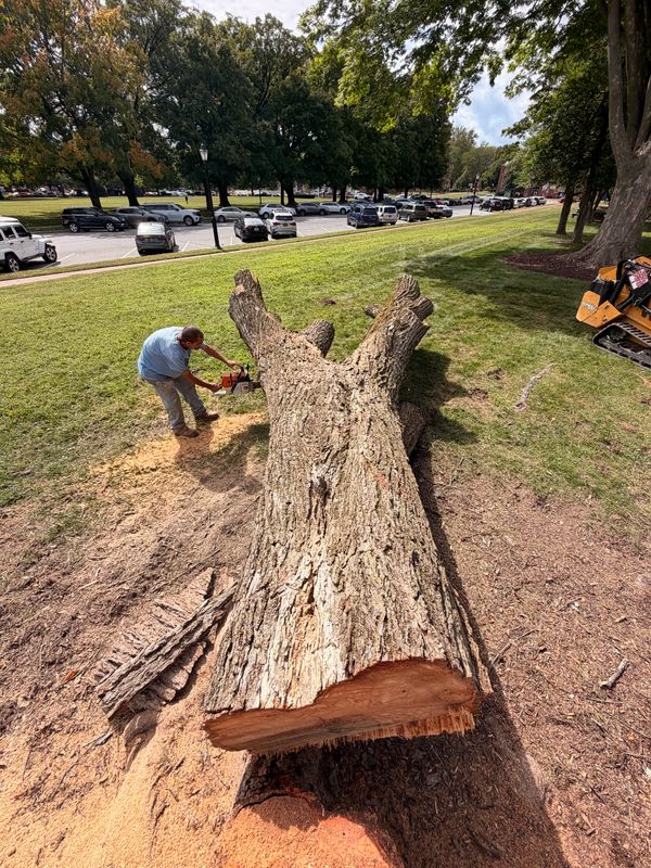 Tree Removal