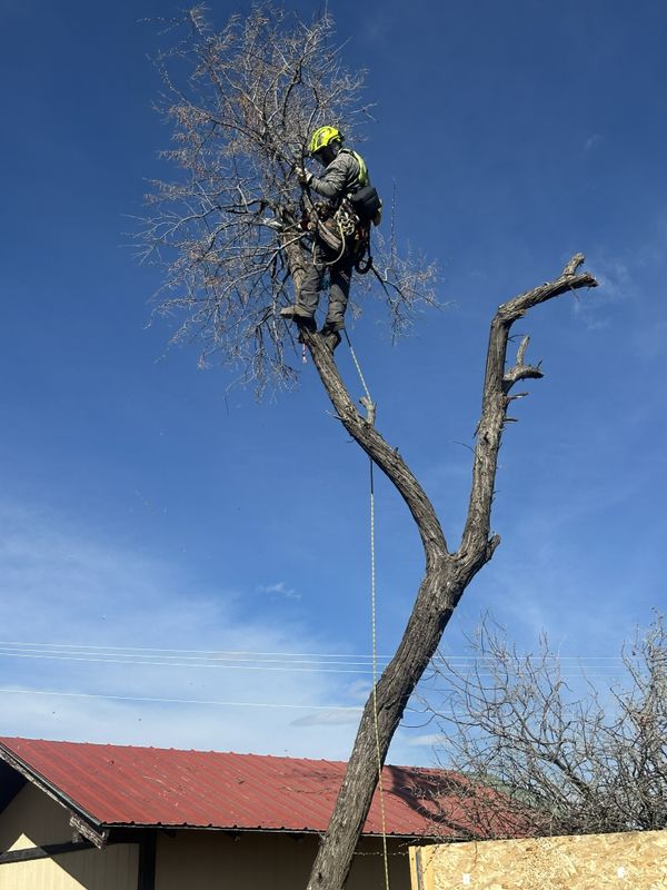 Tree Trimming