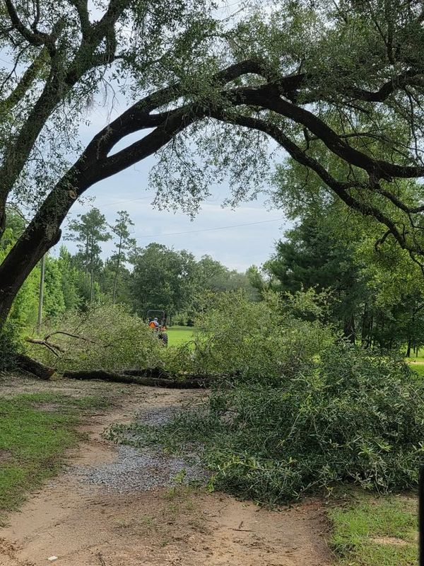 Tree Removal