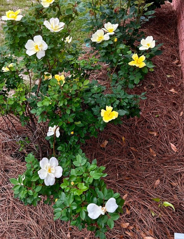 Landscape Bed Maintenance