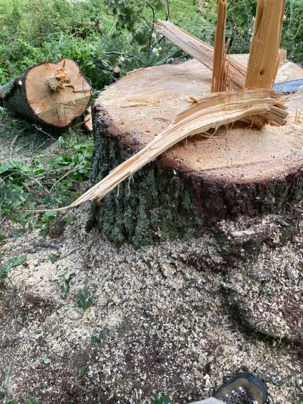 Stump Removal
