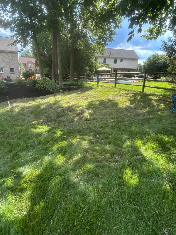 Shrub & Tree Trimming