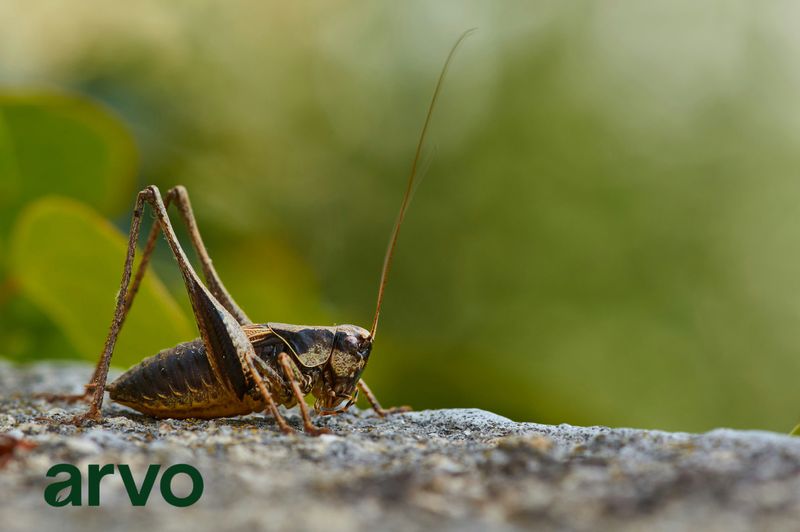 Pest Control