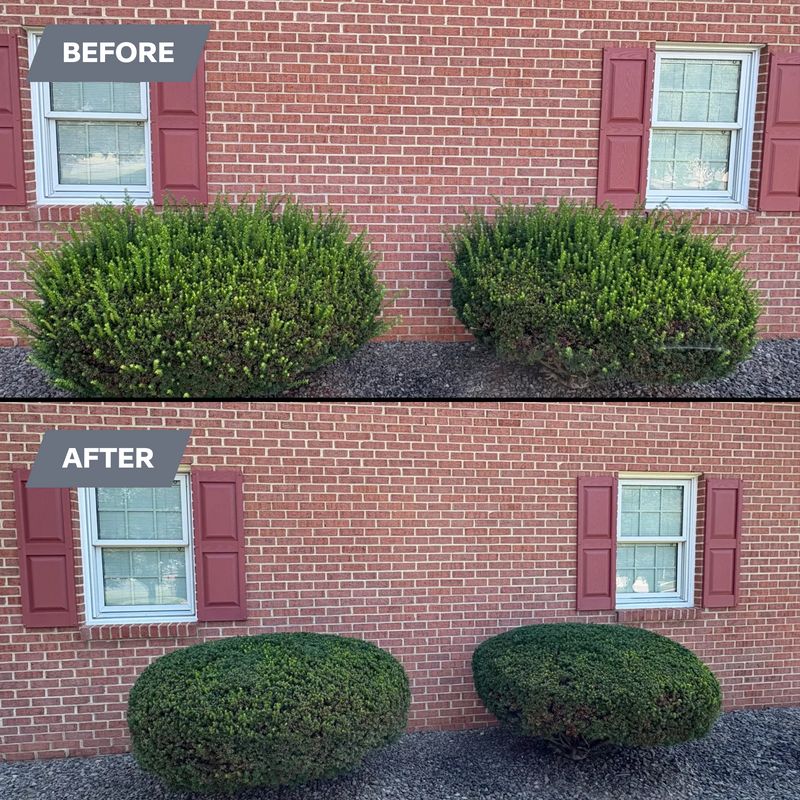 Shrub Trimming