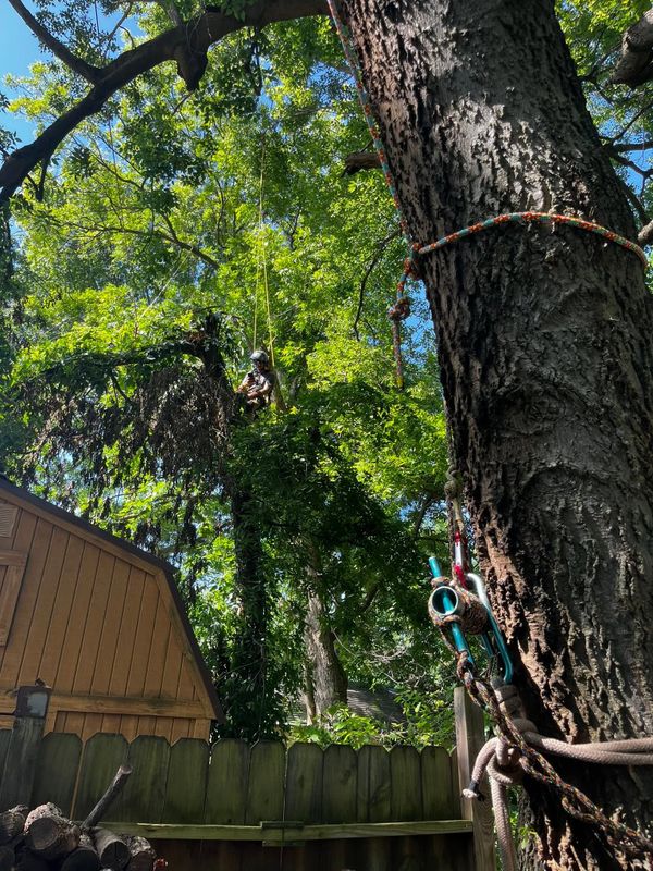 Tree Trimming