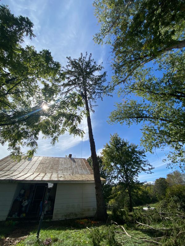 Tree Removal gallery