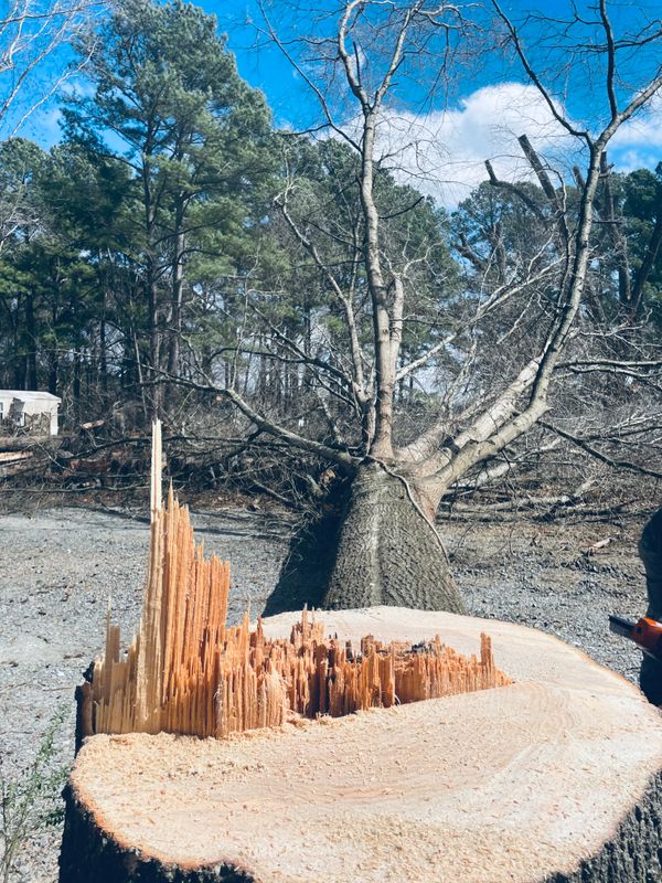Tree Removal
