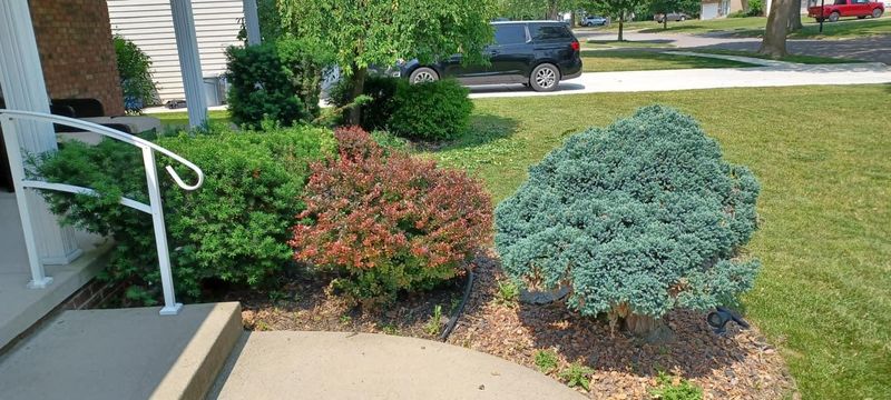 Shrub & Plant Installation Photos