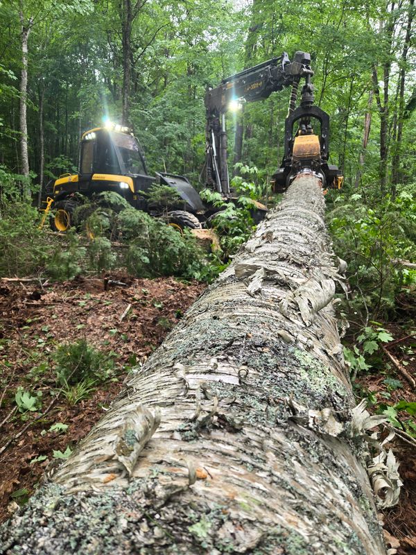 Timber Harvesting