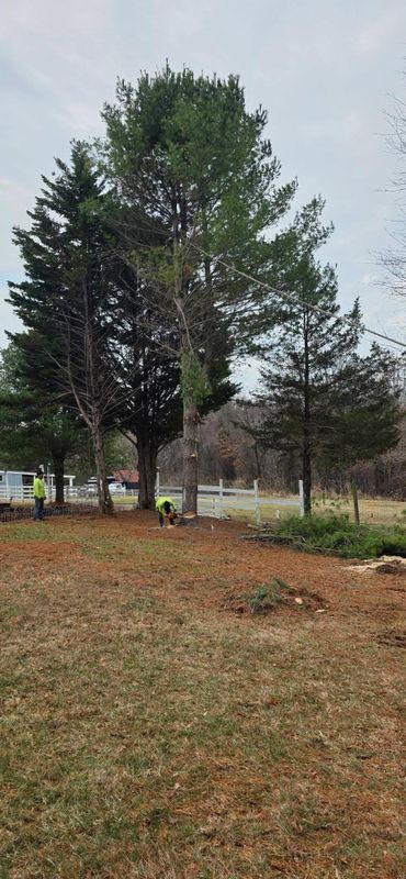 Emergency Tree Services