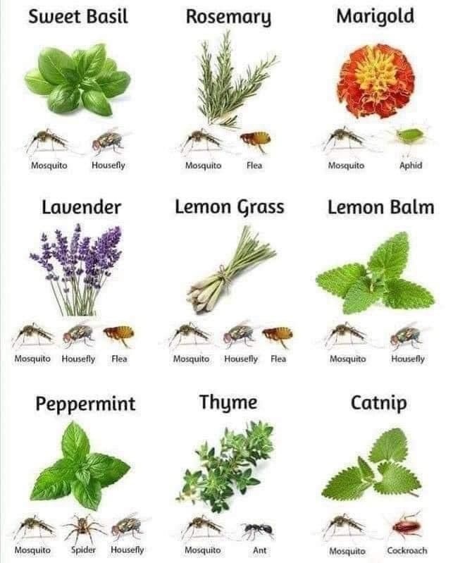 Plant and tree list