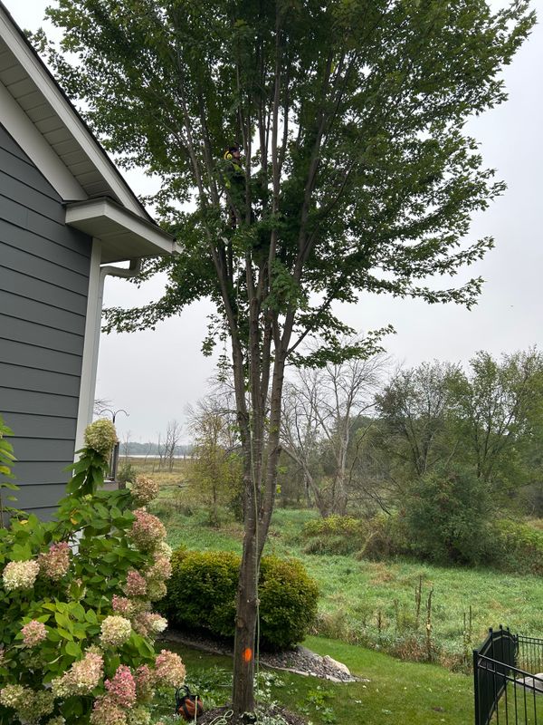 Tree Removal
