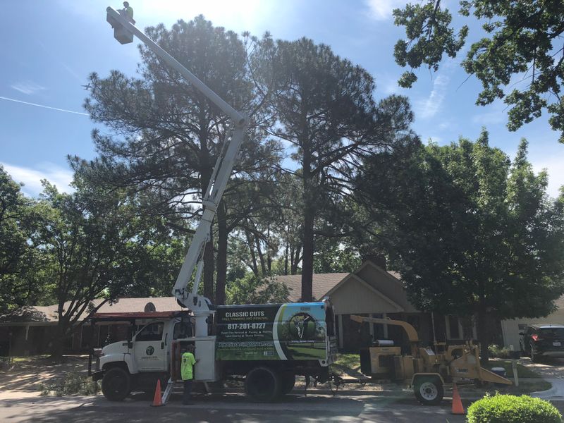 Revitalizing Outdoor Spaces with Expert Tree Trimming in Arlington