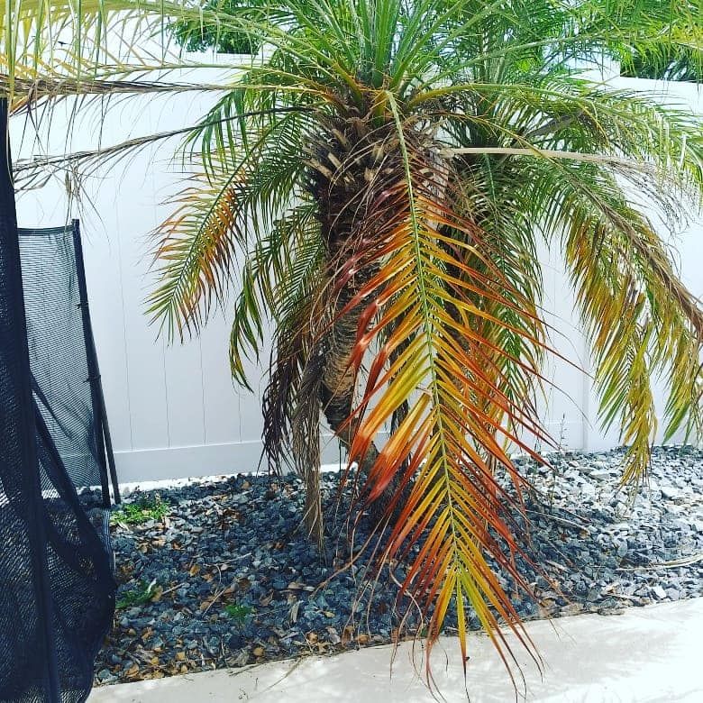 Other Lawn Services