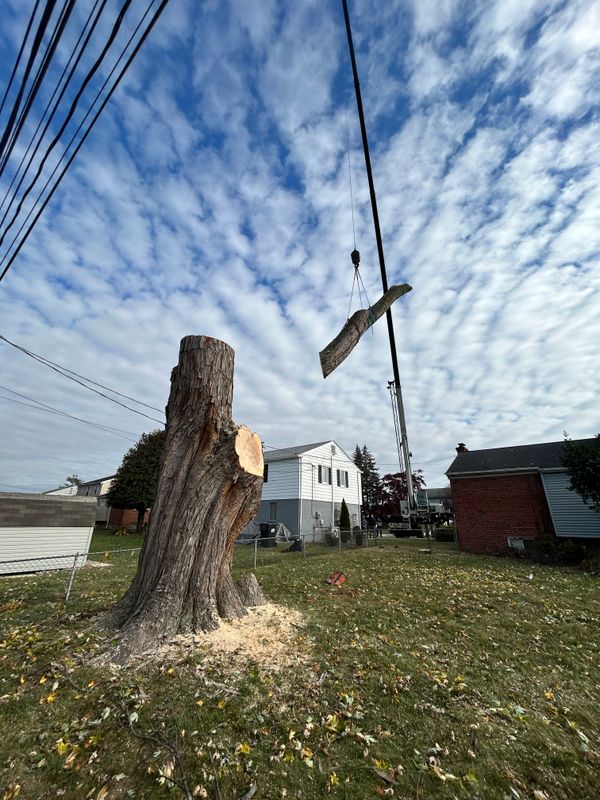 Stump Removal