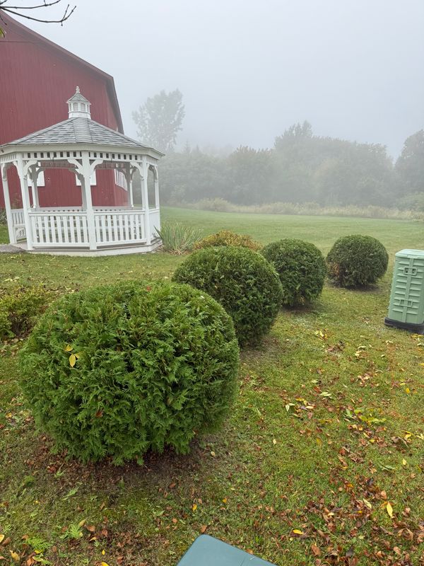 Hedge Trimming