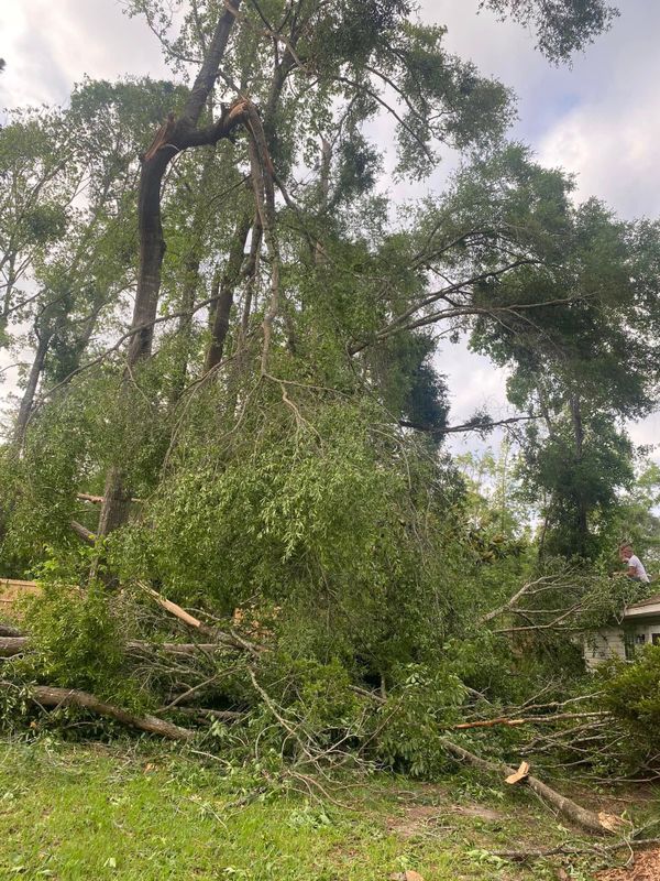 Tree Trimming