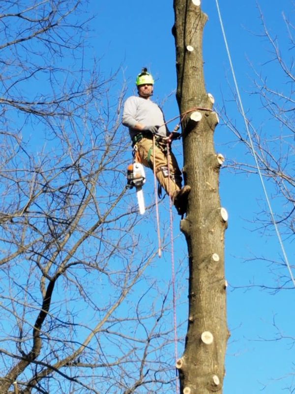 Tree Removal