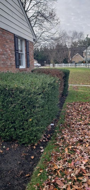 Shrub & Hedge Trimming